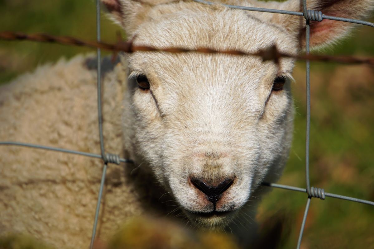 disabled-rescue-lamb-floating-in-a-hot-tub-is-capturing-hearts