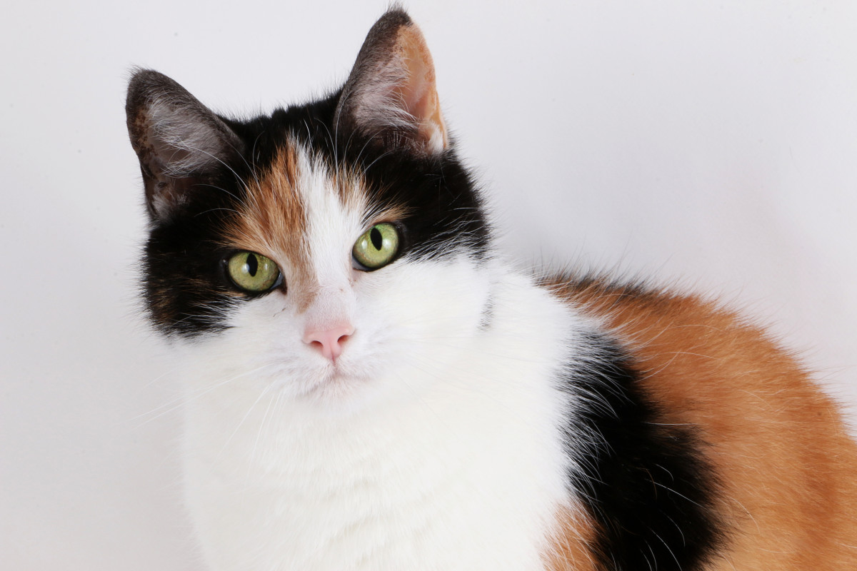 Cat Returned to Shelter After 24 Hours So New Owners Could 'Swap Her ...