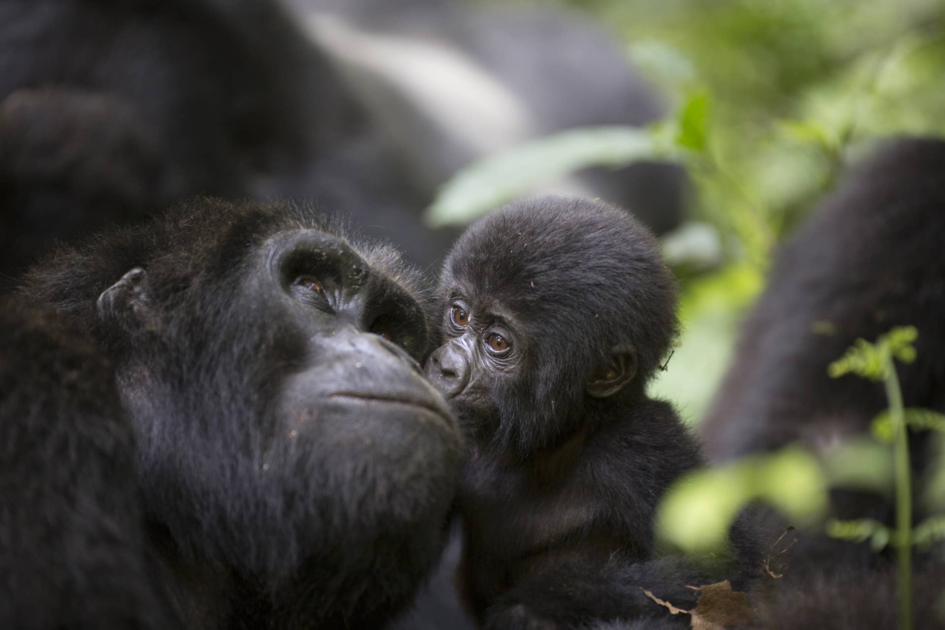 Zoo's Baby Gorilla 'Demands' Dad Play with Her Just Like a Human Kid