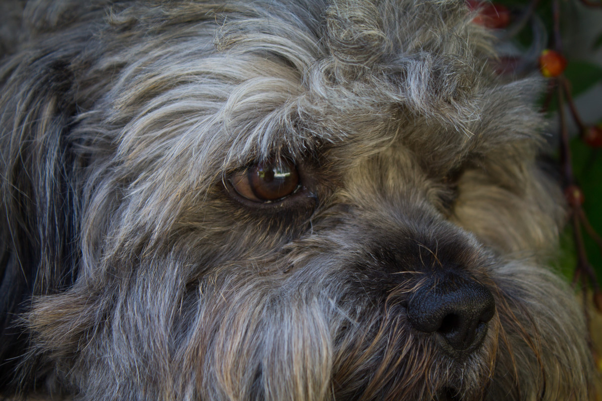 Senior Dog Takes Up Job As Retired 'Squirrel Detective' and It's