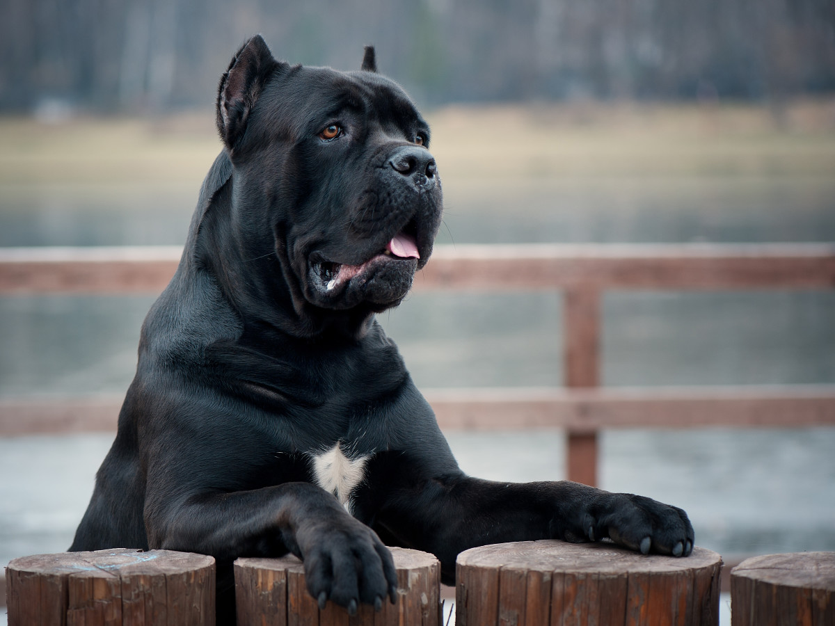 Cane Corso's Cute Game of Peek-a-Boo with Dad Is Peak Adorableness ...