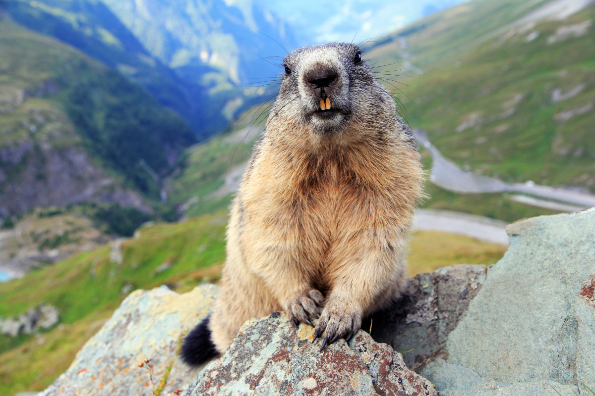 Adorable Marmot Enjoying Snacktime Is the Ultimate Timeline Cleanse ...