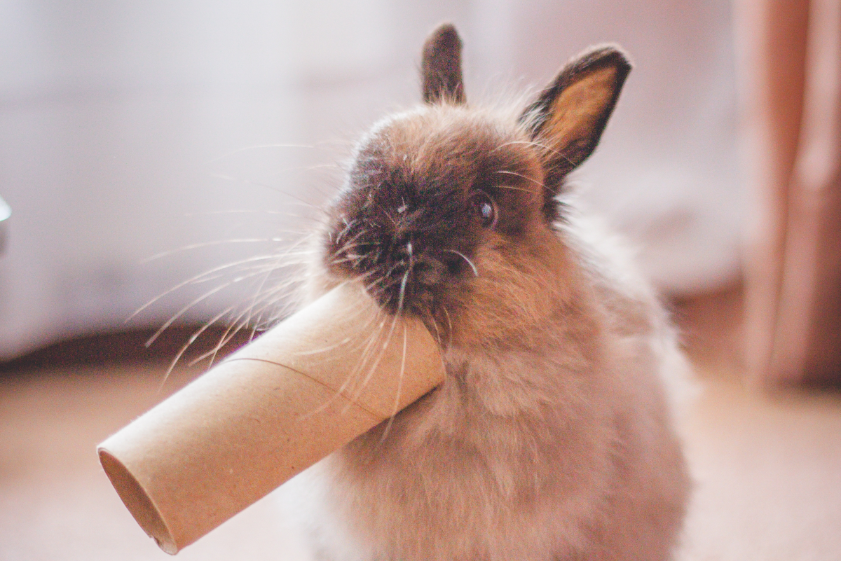 Pica in Rabbits: What to Do If Your Bunny Eats Everything - PetHelpful