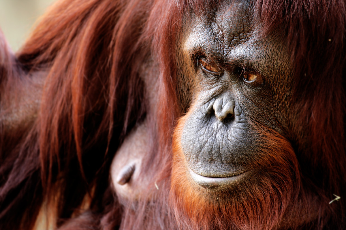 Orangutan Sweetly Asks to See Couple's 2-Week-Old Baby at Louisville ...