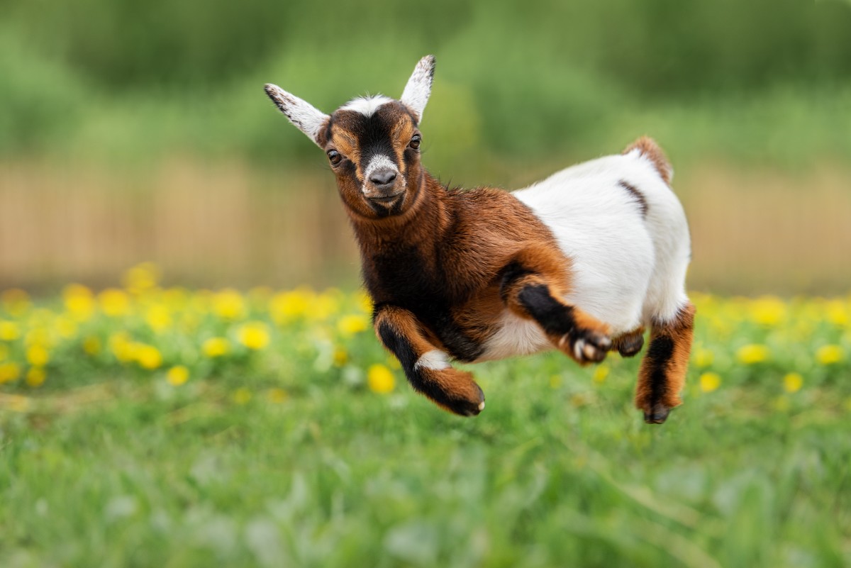 Goat's Impressive Way of Escaping Her Pen Is Pure Gold