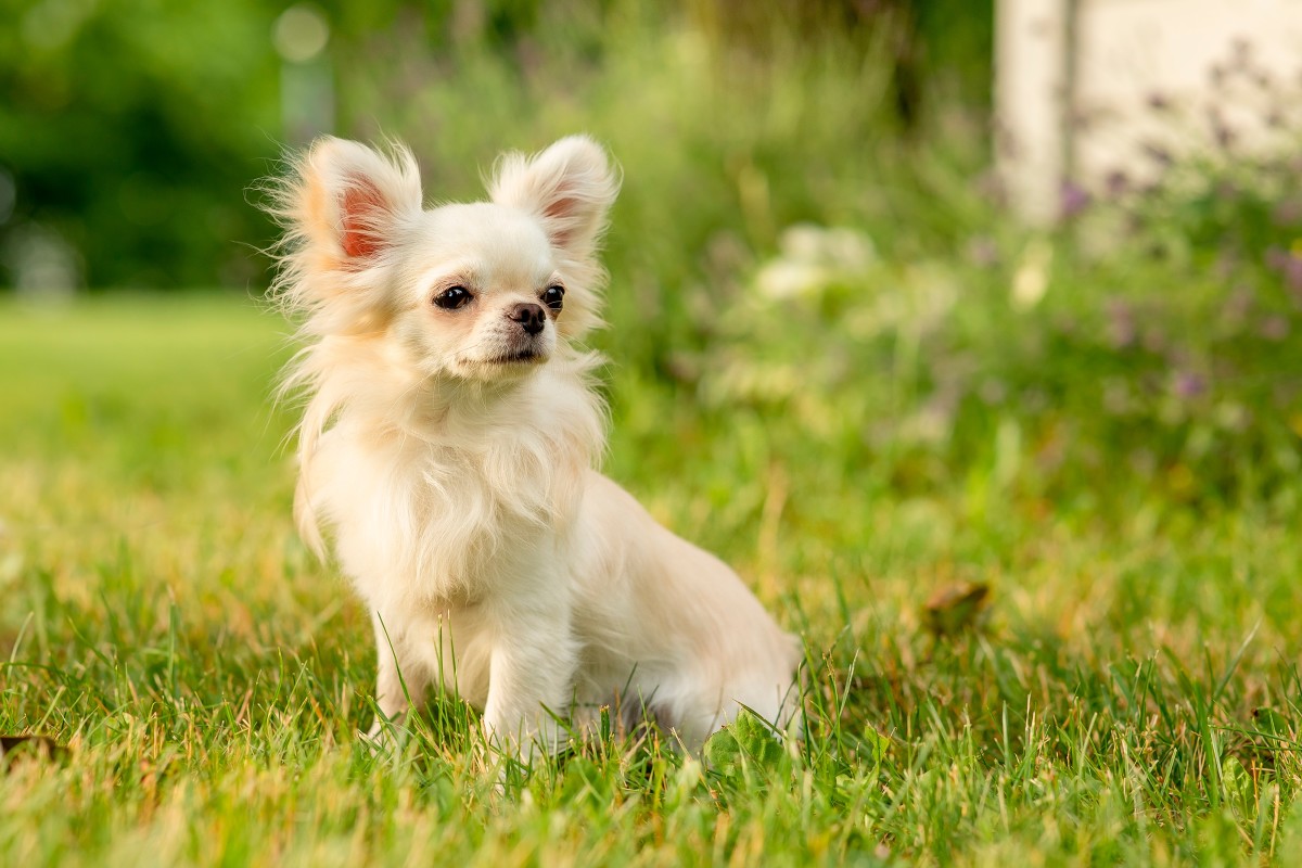 Tiny Chihuahua 'Rating Flowers in His Garden' Has Everyone in Love ...