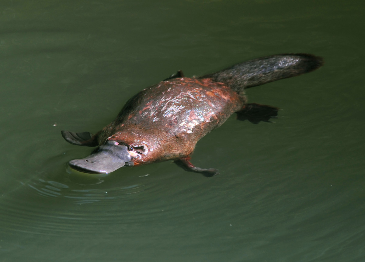 Precious and Rare Footage of Baby Platypus Is Simply Irresistible ...