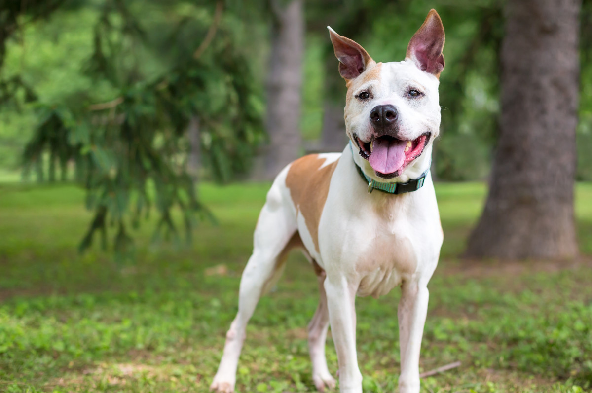 Dog's Sad Reaction to Hearing Late Fur Sibling's Bark on Video Is a ...