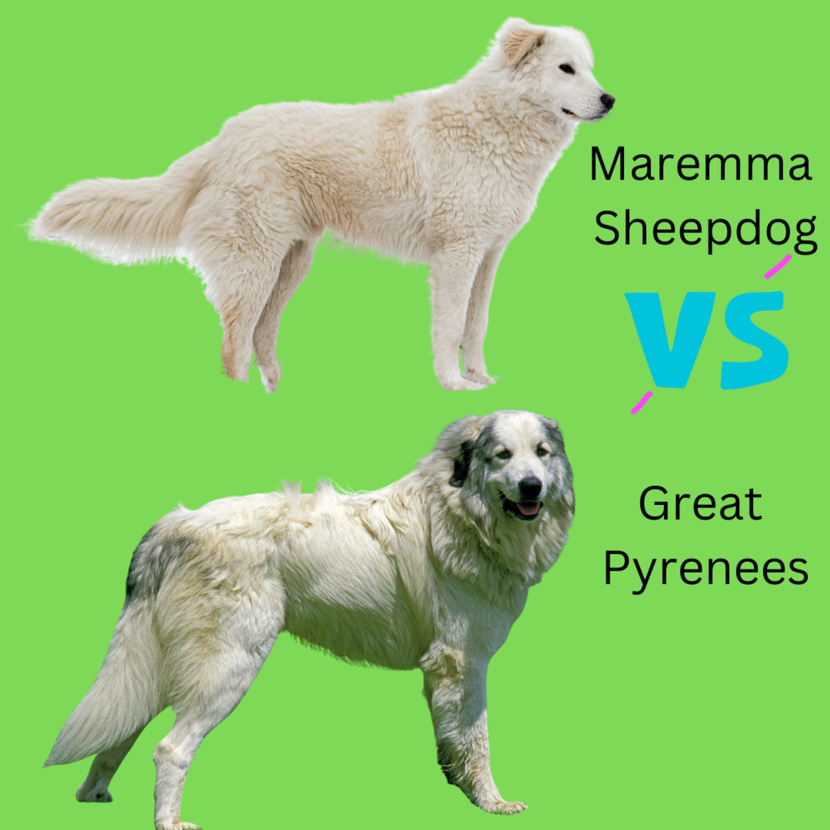 Maremma Sheepdog vs. Great Pyrenees 10 Differences PetHelpful