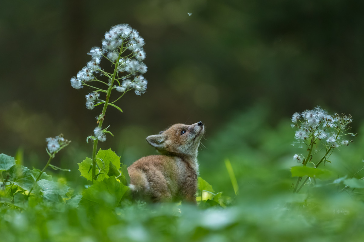 Wildlife Caretakers Have an Unusual Way of Making Orphaned Fox Feel ...