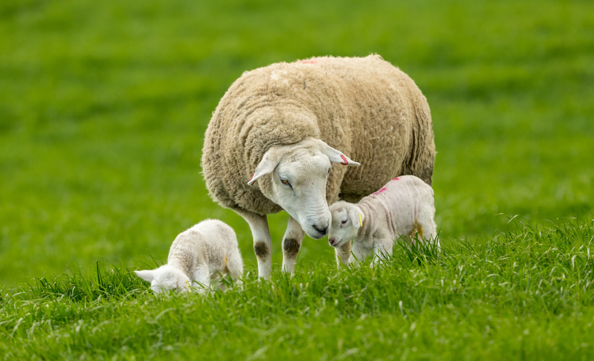 Mama Sheep Teaming Up to Co-Parent Their New Lambs Are Total Goals ...