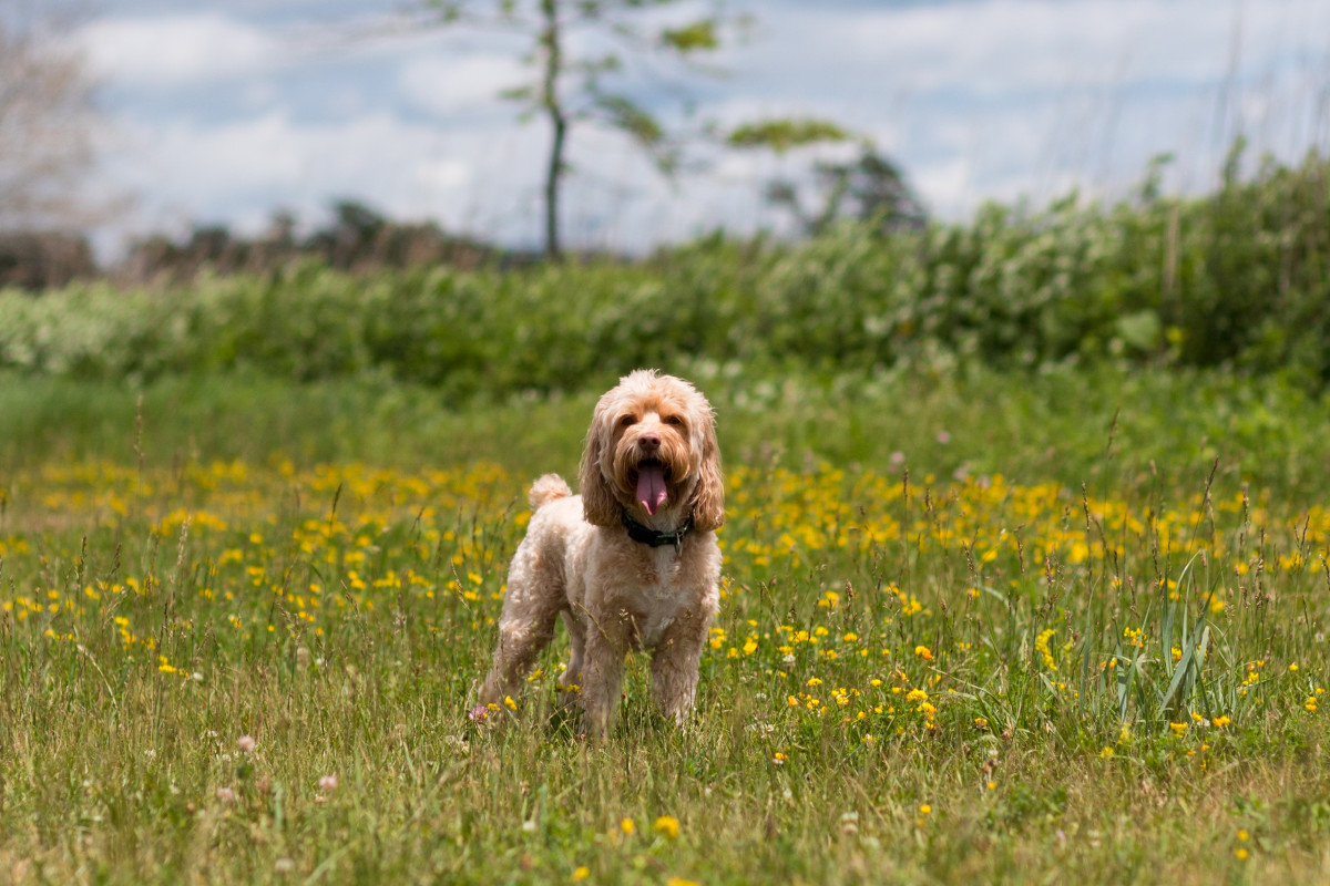 Cockapoo Excitedly Walking Down the Aisle at Her Parents' Wedding Is ...