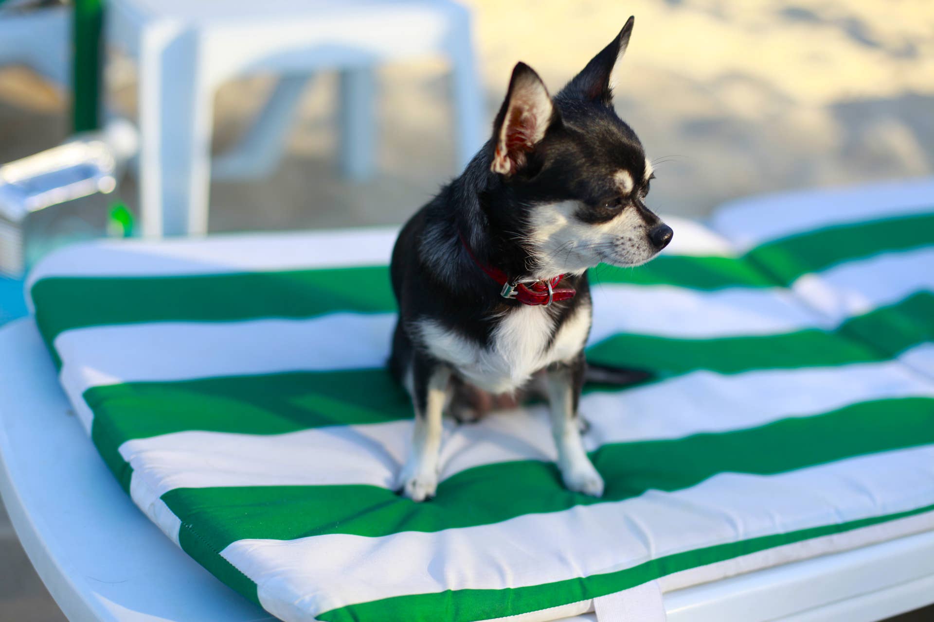 Bonded Senior Rescue Dogs Chilling At A Resort Are Total Summer Goals bonded-senior-rescue-dogs-chilling-at-a-resort-are-total-summer-goals