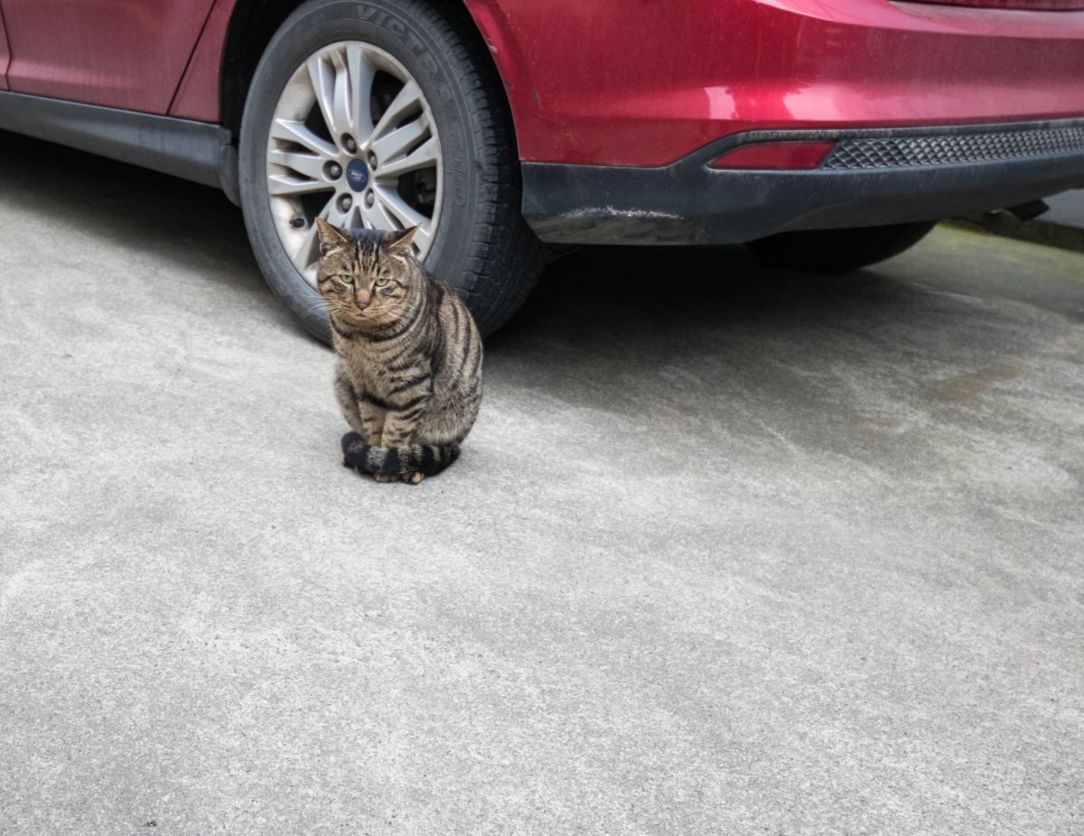 Shelter Worker Lists Cats Like Cars and Gets Amazing Surprise