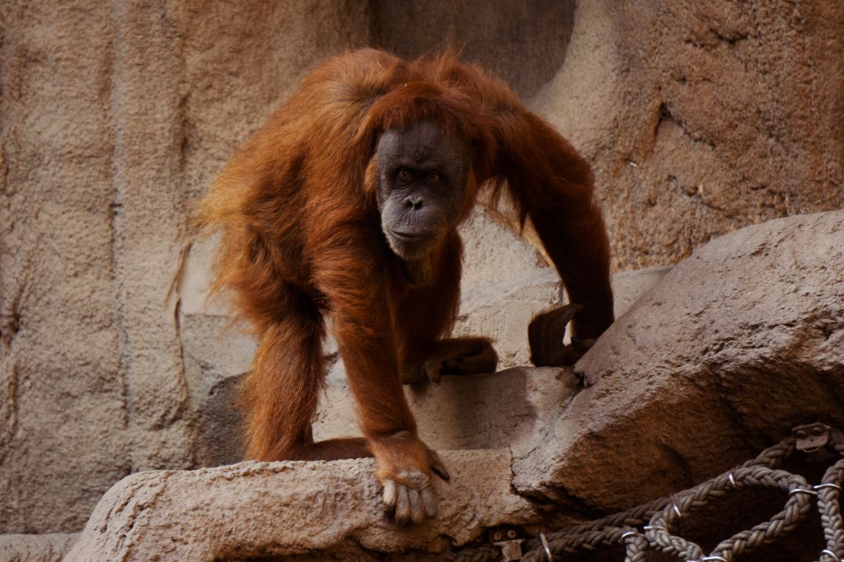 Orangutan at Louisville Zoo Asking to See What's Inside Visitor's Purse