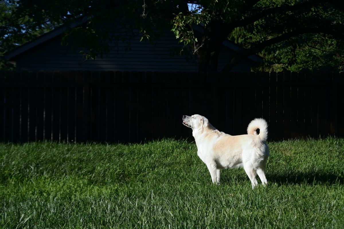 Great Pyrenees Finds Nest of Baby Bunnies and Insists on 'Adopting ...