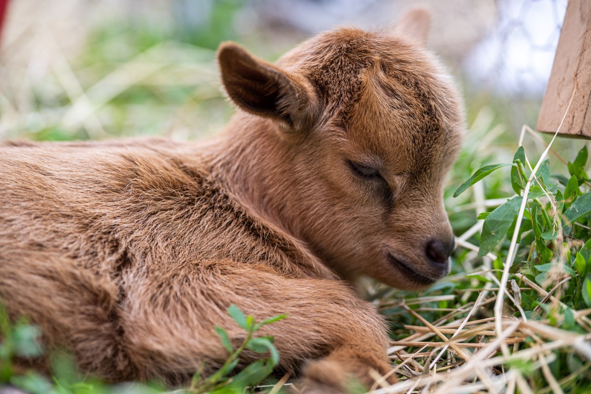 chaotic-day-in-the-life-of-a-baby-goat-is-a-total-timeline-cleanse