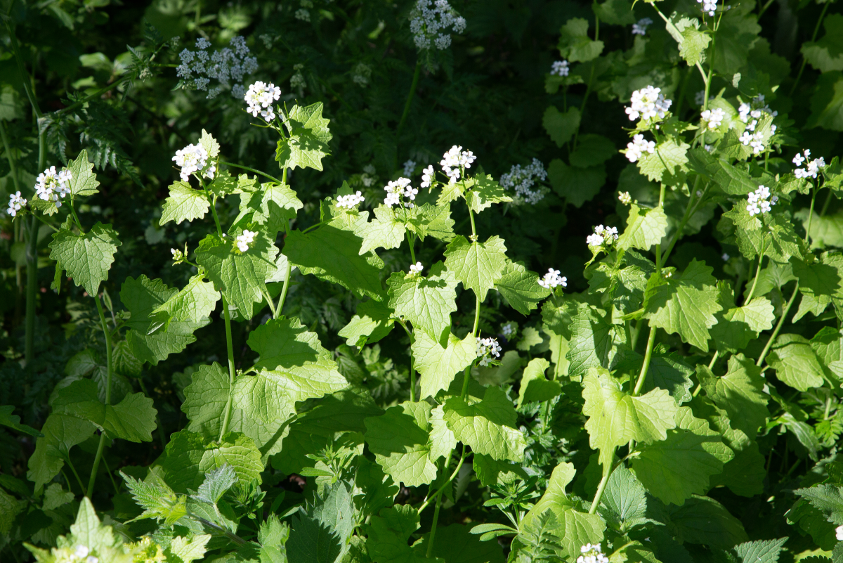 Garlic mustard is very unlikely to poison a cat.