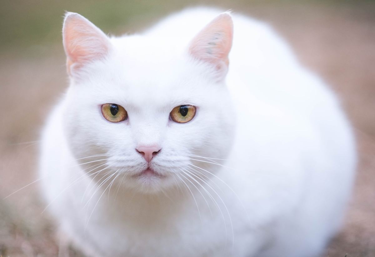 Shelter Volunteer Arrives to Senior Cat Crying and Waiting for Her and ...