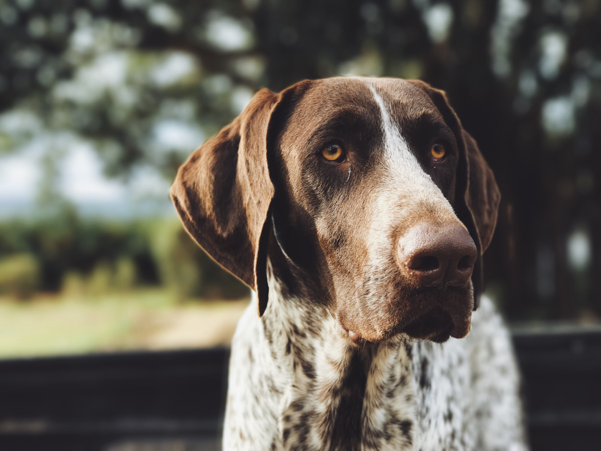 German Shorthaired Pointer's Pitiful Reaction to a Chipped Nail Is ...