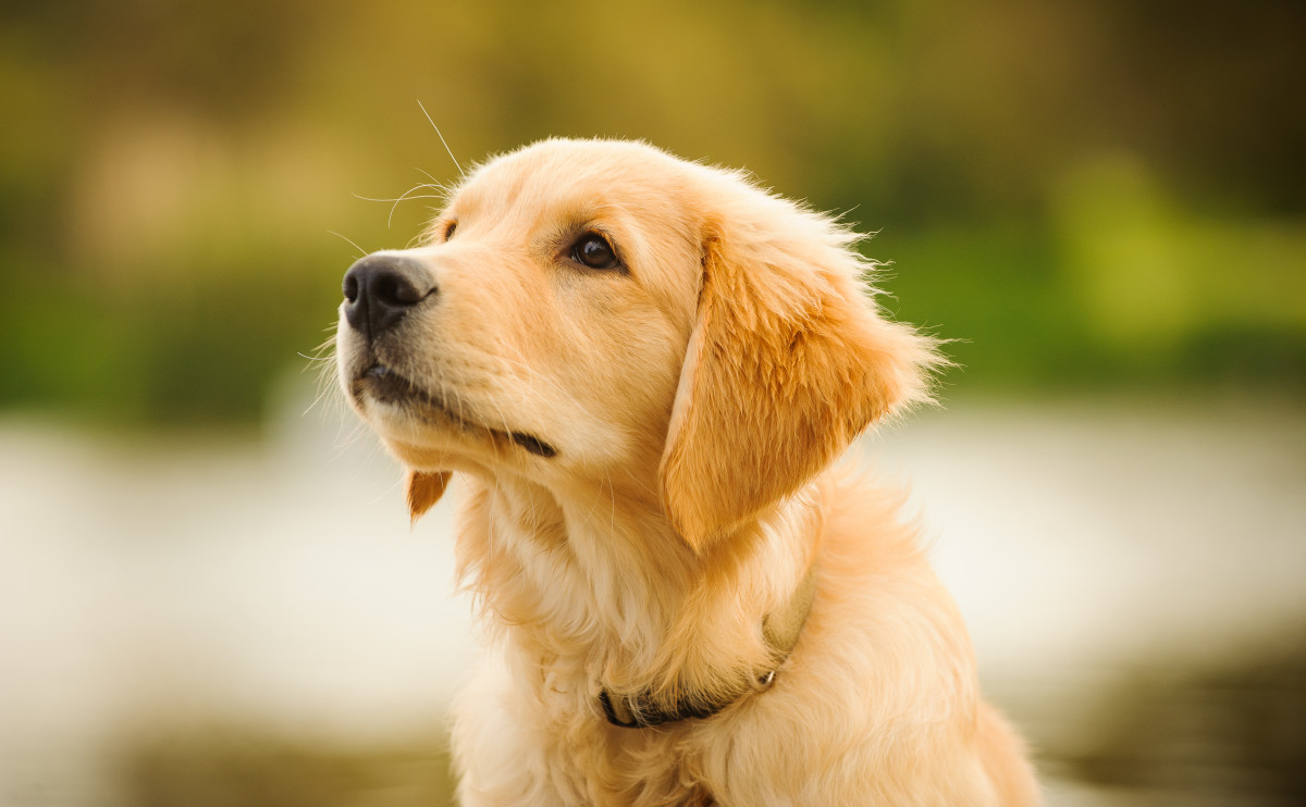 Golden Retriever Puppy's Extremely Rare Eye Condition Makes Him Even ...