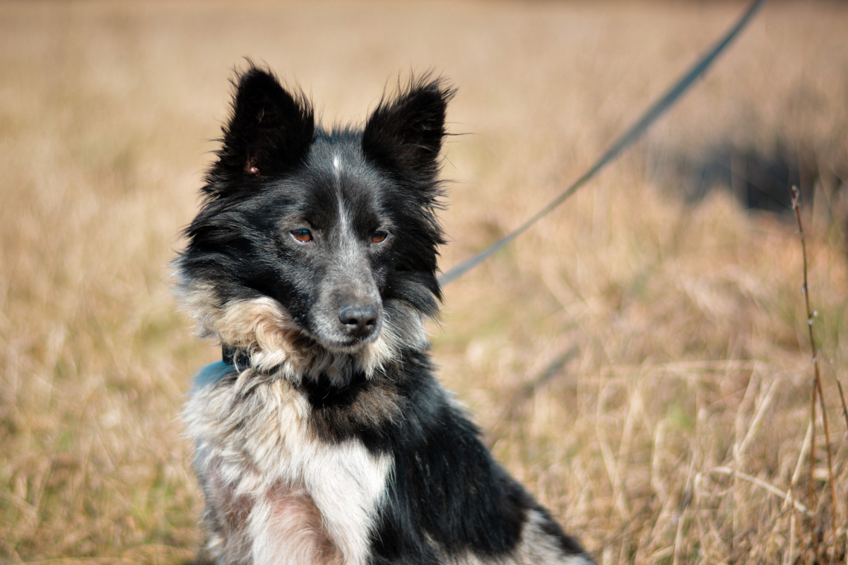 Woman Adopts Stray Dog While Backpacking in Chile and the Story Is Like ...