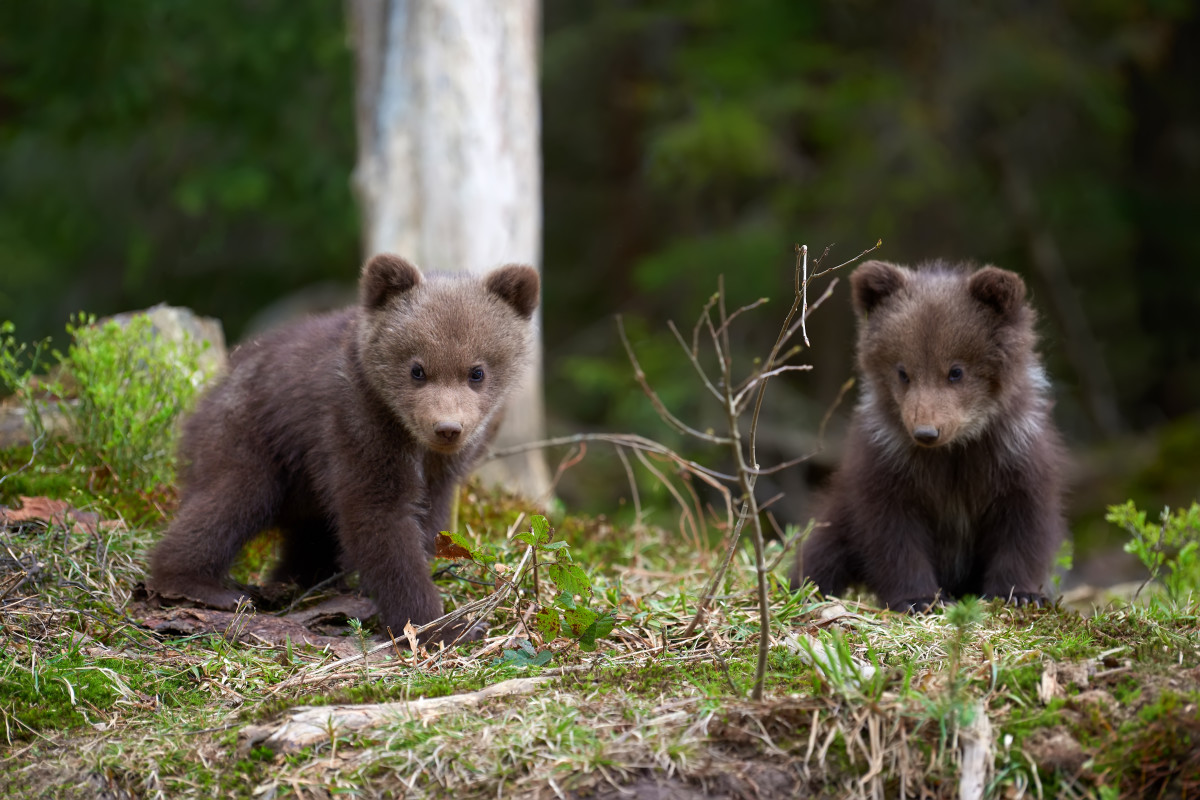 Precious Video of Bear Cubs Climbing Up a Tree Is Both Adorable and ...