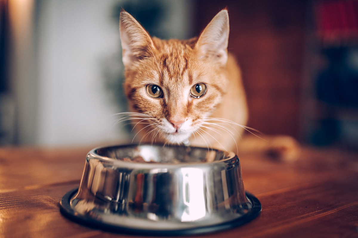 Iodine free diet for cats best sale