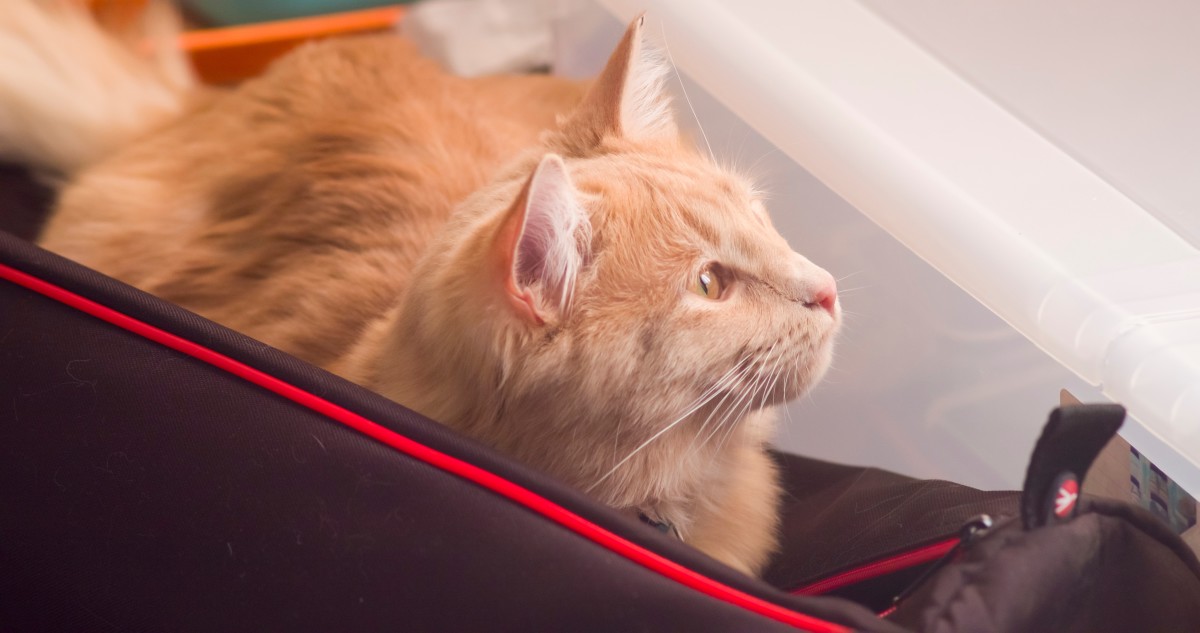 OneEyed Cat Escapes Flight CarryOn Bag and Chills Like It's NBD