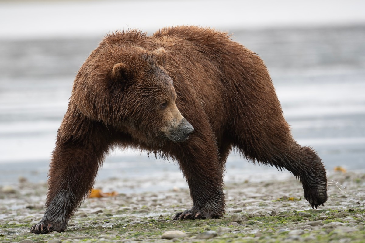 Bear Taking Relaxing Mud Bath Is the Perfect Level of Unbothered ...