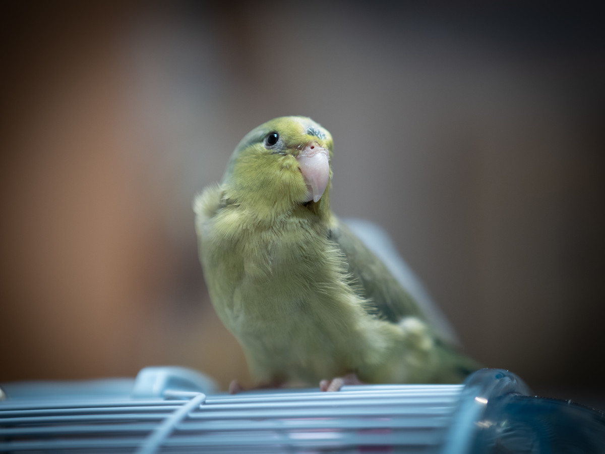 People Band Together to Help Boy Adopt Neglected Parrotlet and It's ...