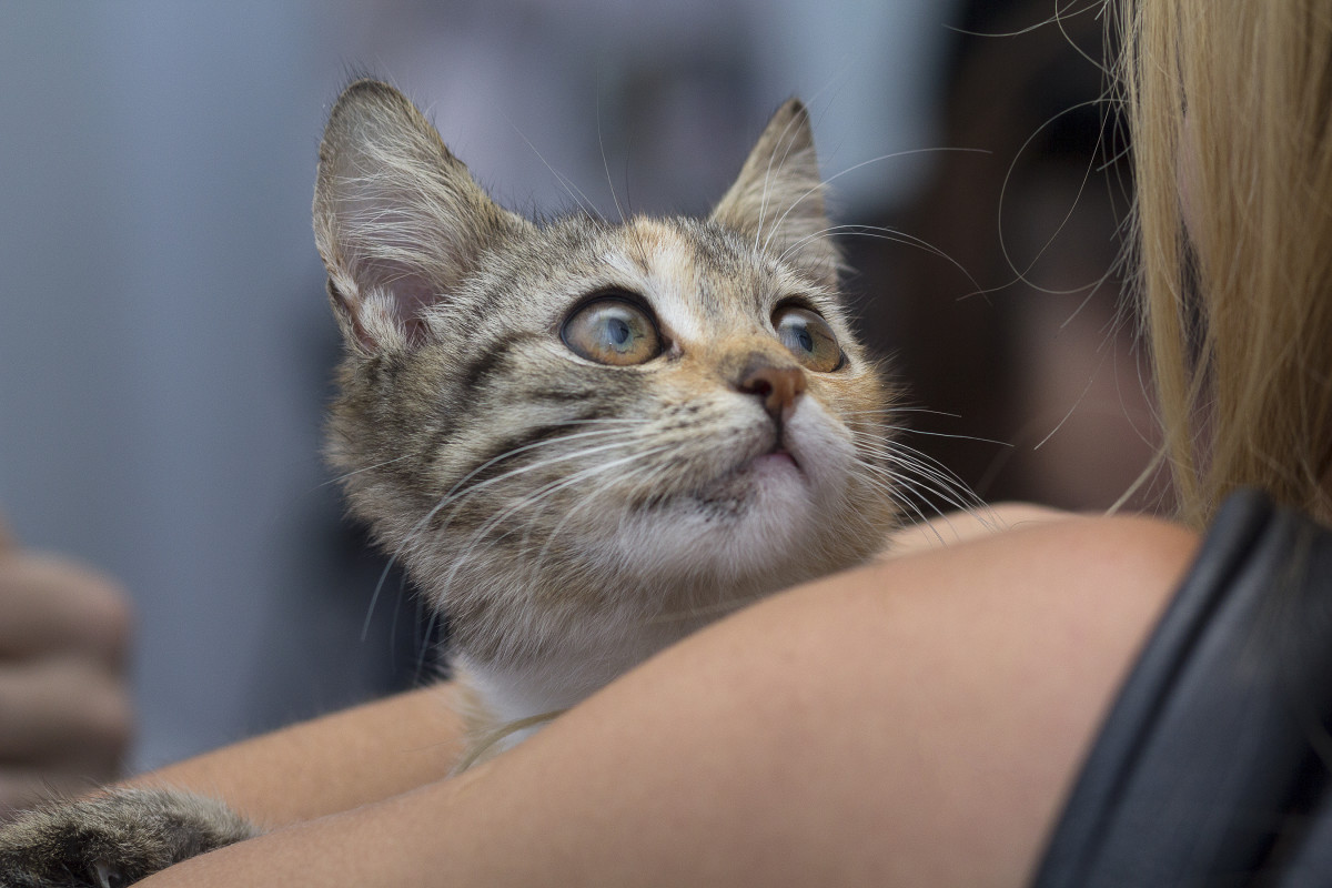 beloved-cat-stolen-in-broad-daylight-from-nyc-adoption-event