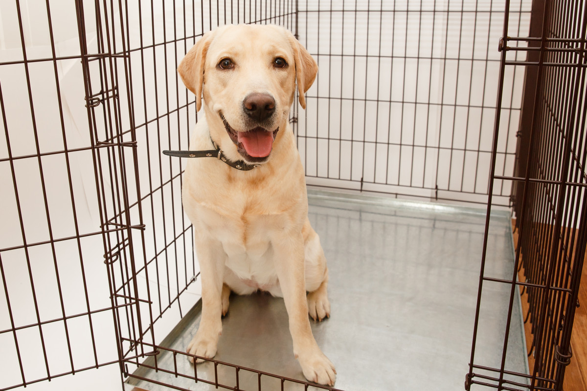 How to Crate Train a Golden Retriever Puppy - PetHelpful