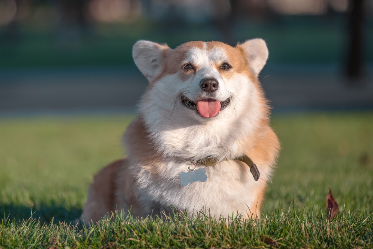 Dog Parent Has the Sweetest Way of Helping Their Paralyzed Corgi 'Chase ...