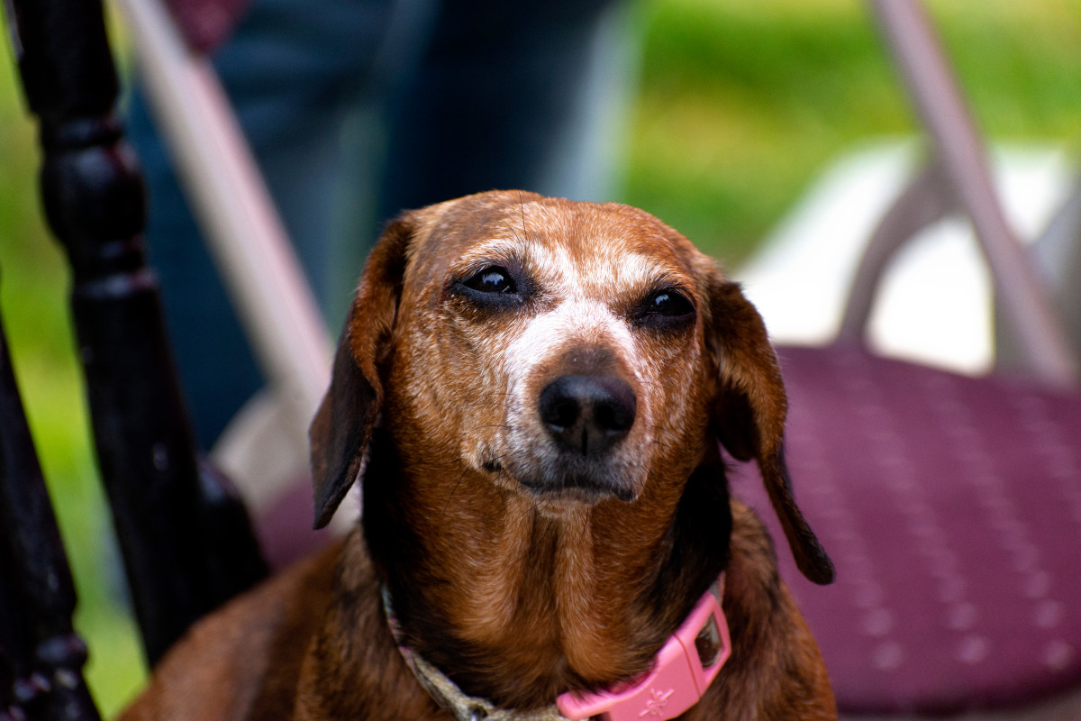 20 Year Old Rescue Dachshund Enjoying Her Birthday Cake Shows The Power   Shutterstock 1933495439 