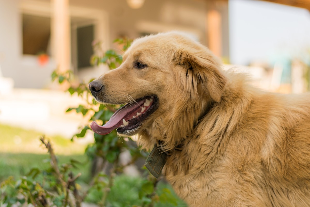 Golden Retriever's Sweet Gesture Toward Newborn Baby Is Full of Pure ...