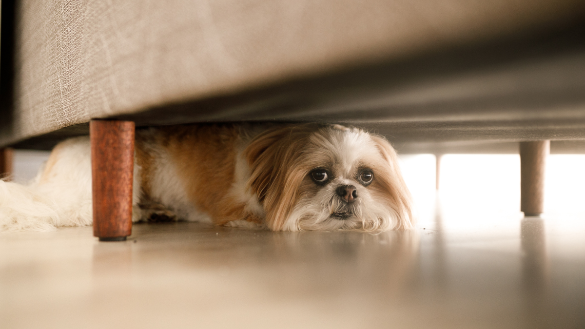 Why Is My Dog Whining and Hiding Under the Bed PetHelpful