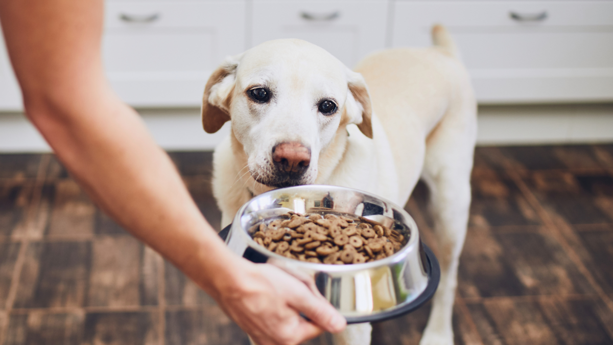 My dog stopped eating dry food best sale