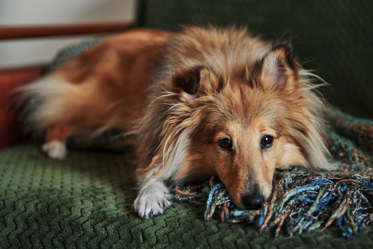 dog-groomer-saying-goodbye-to-beloved-sheltie-is-beyond-heartbreaking