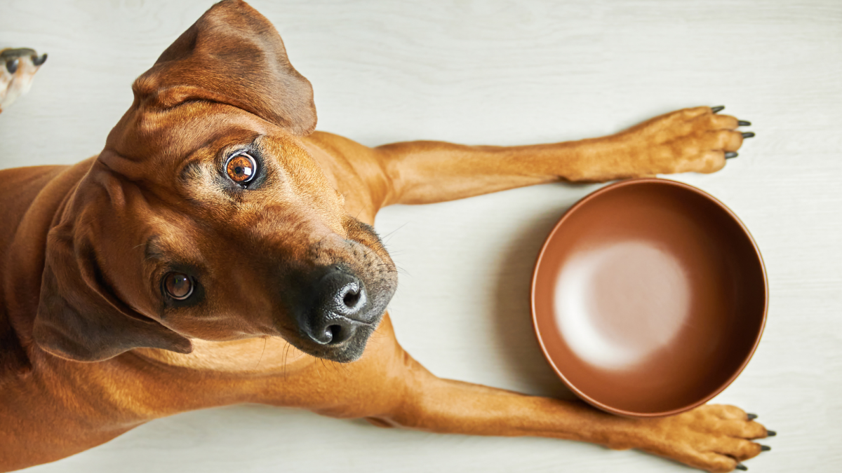 10 Common People Foods That Can Kill Your Dog PetHelpful