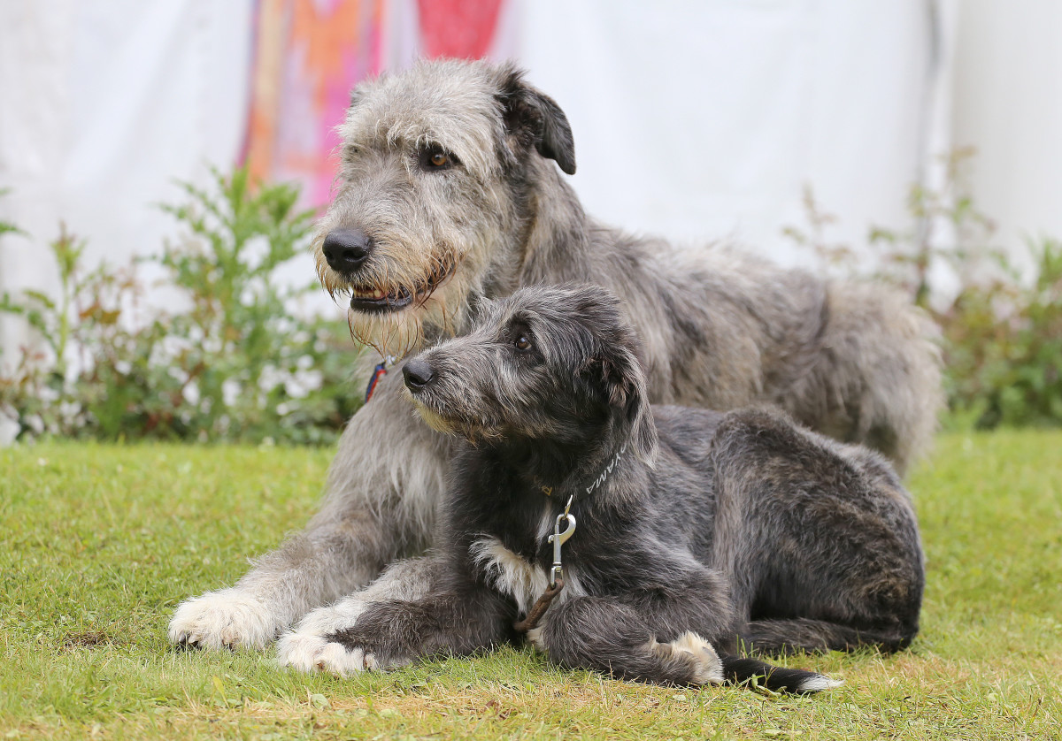 Mom's Comparison of Size Difference Between 2-Year-Old Irish Wolfhound ...