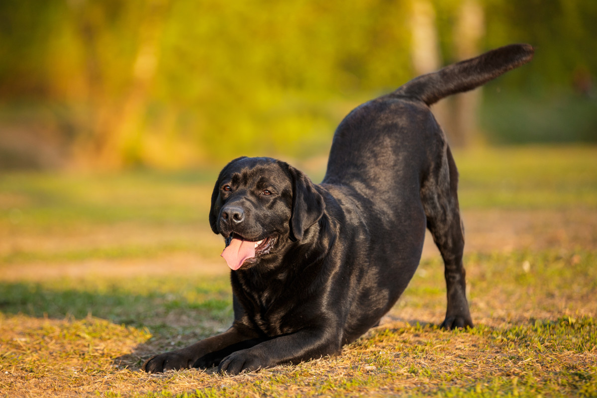 dog-with-a-brain-stem-injury-learning-to-play-with-other-pups-is