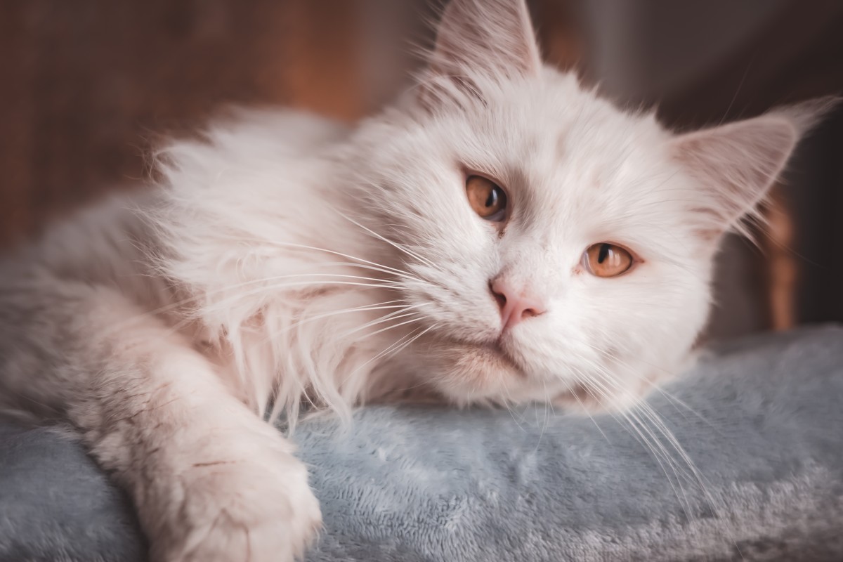 maine-coon-cat-is-absolutely-huge-in-comparison-to-his-siblings