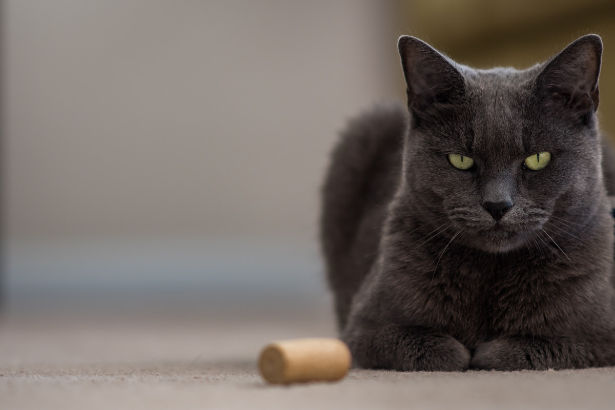 Rescue Cat Winery in South Carolina Is a Total Dream Come True