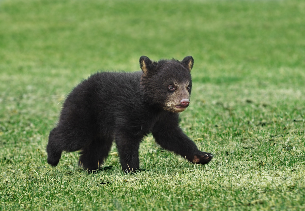 Sad Video of Tiny Bear Cub Crying for Its Mom Tugs at the Heartstrings ...