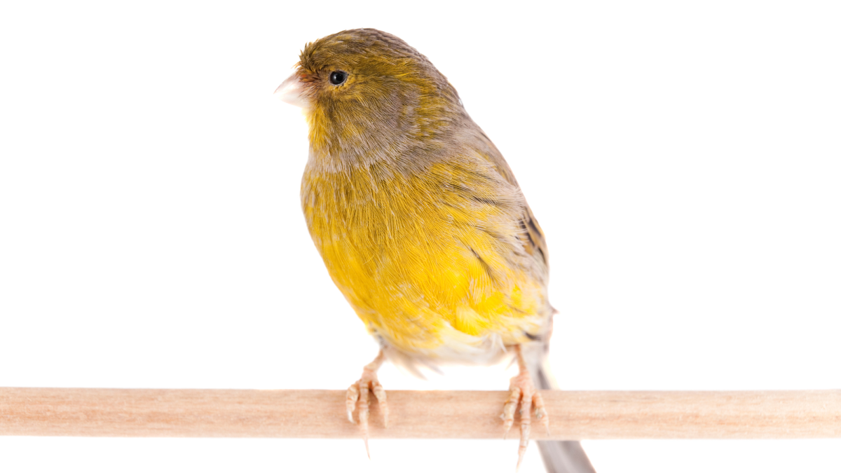 Signs and Symptoms of Disease in Canaries - PetHelpful