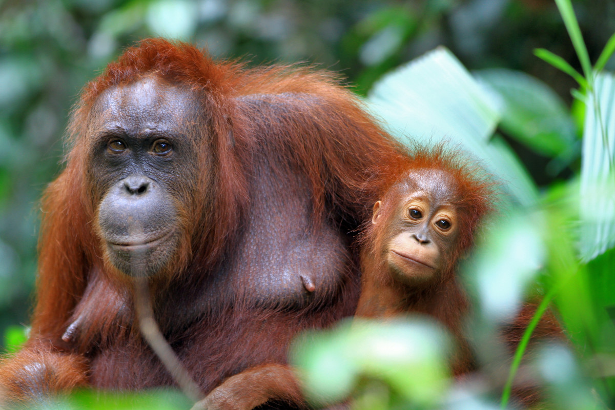 Mama Orangutan Breaks Into Guy's House in Indonesia and Hilarity Ensues ...