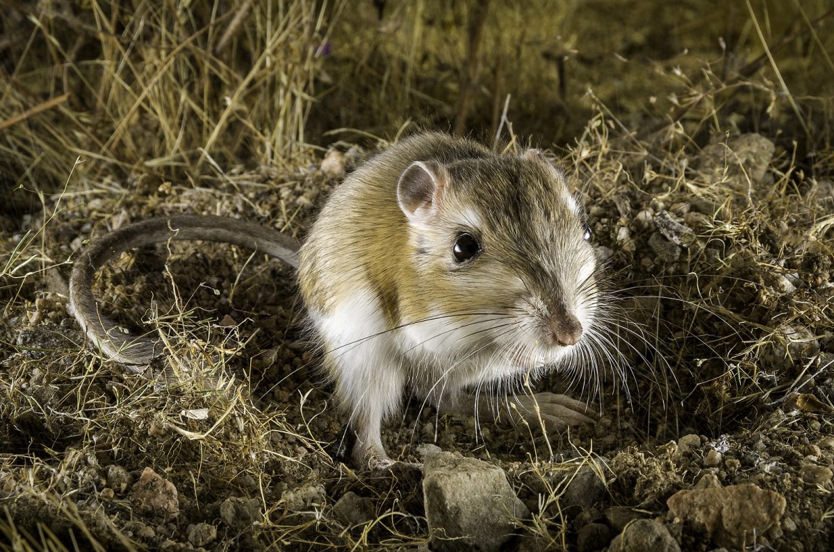 NearlyExtinct Animal Discovered in California Nature Preserve