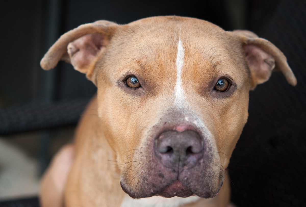 Deaf Dog Who Took 3 Years to Get Adopted Has the Most Amazing Life Now ...