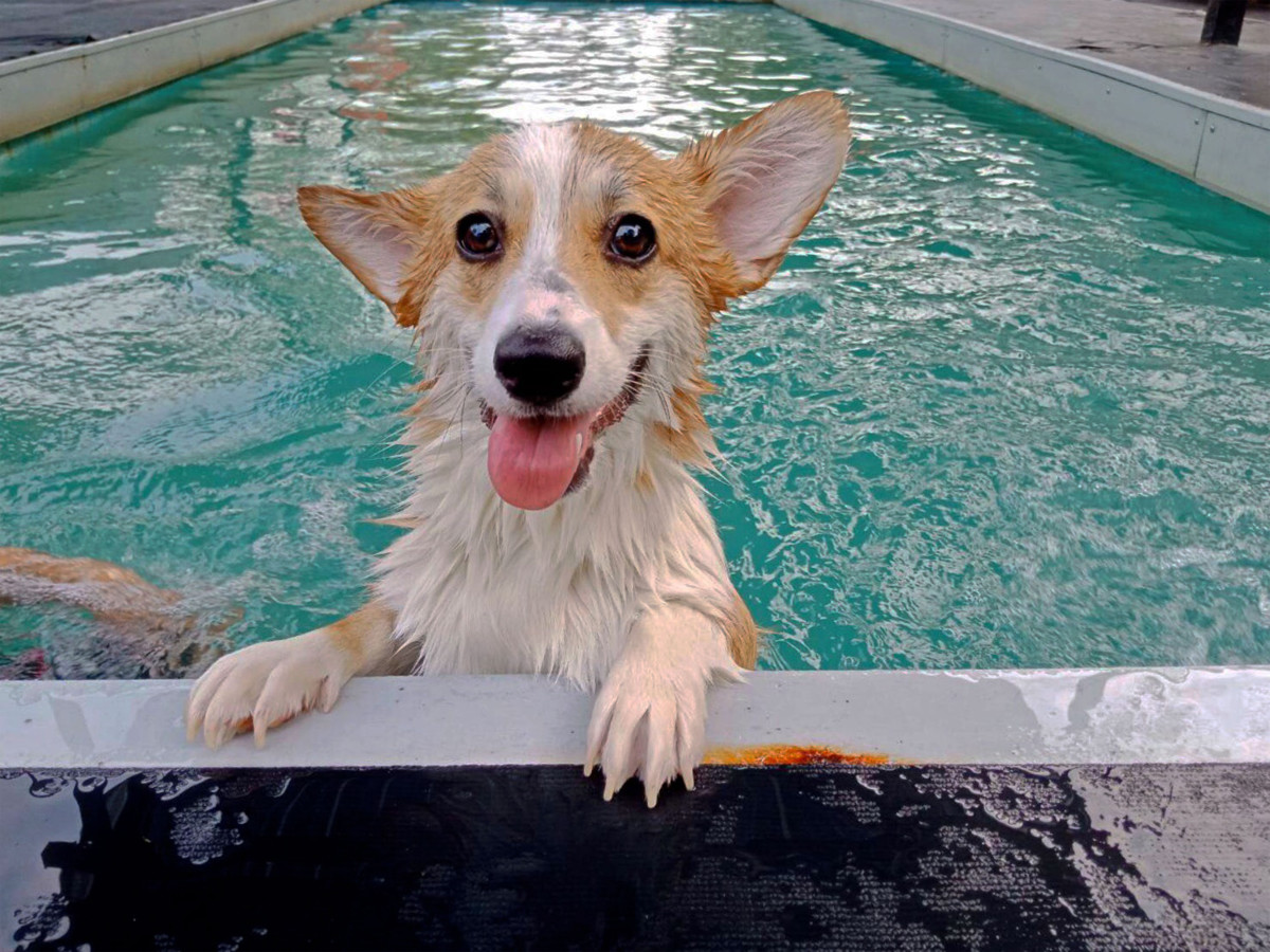 Corgi's Summertime Shenanigans on the Waterslide Are Making Everyone ...